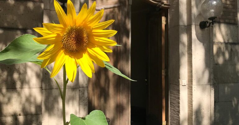 1. Gartenaktionstag – Gemeinsam gärtnern